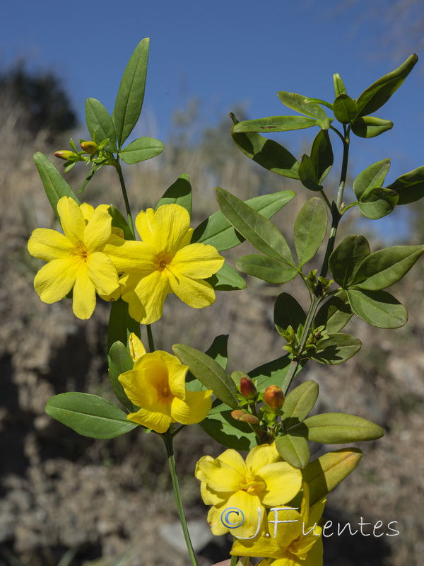 Jasminum nudiflorum.04