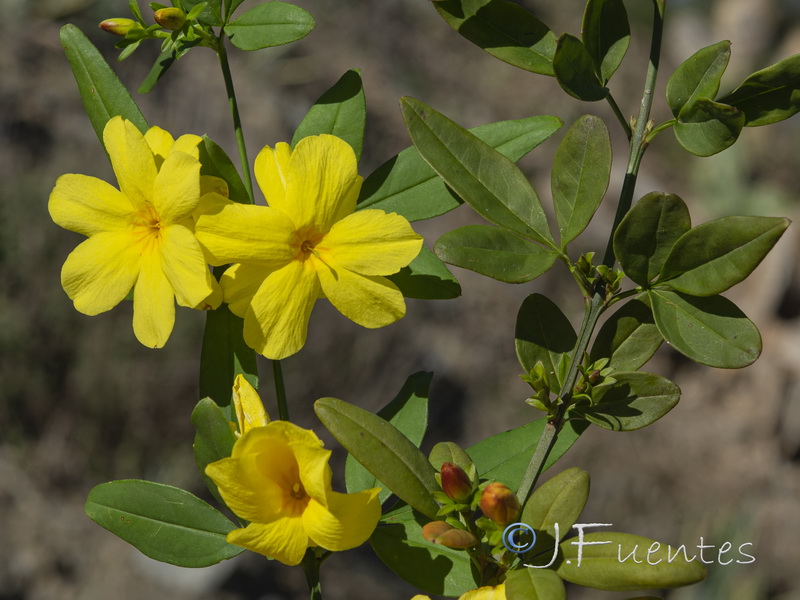 Jasminum nudiflorum.05