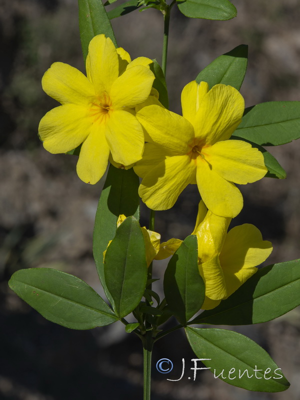 Jasminum nudiflorum.06