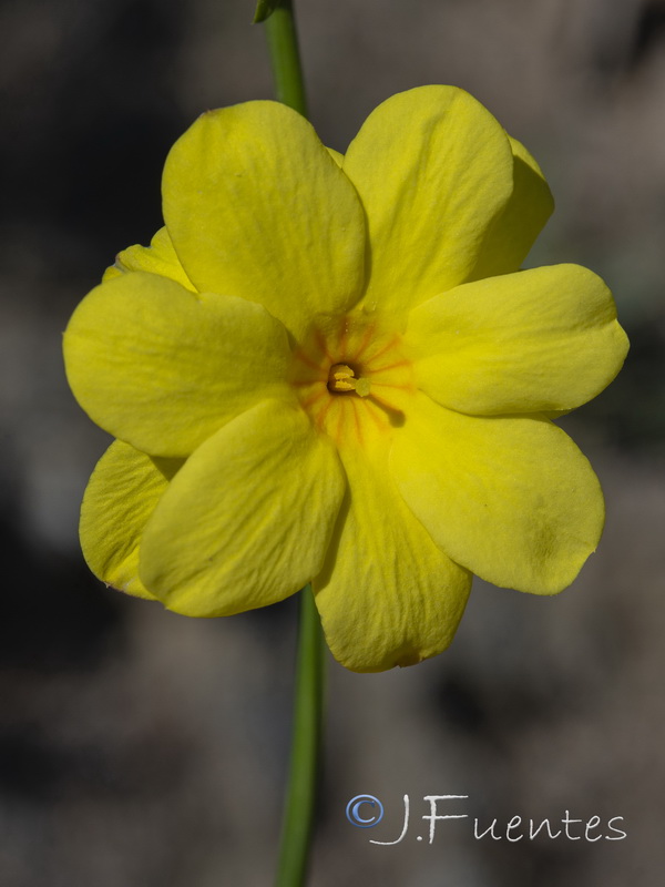 Jasminum nudiflorum.07