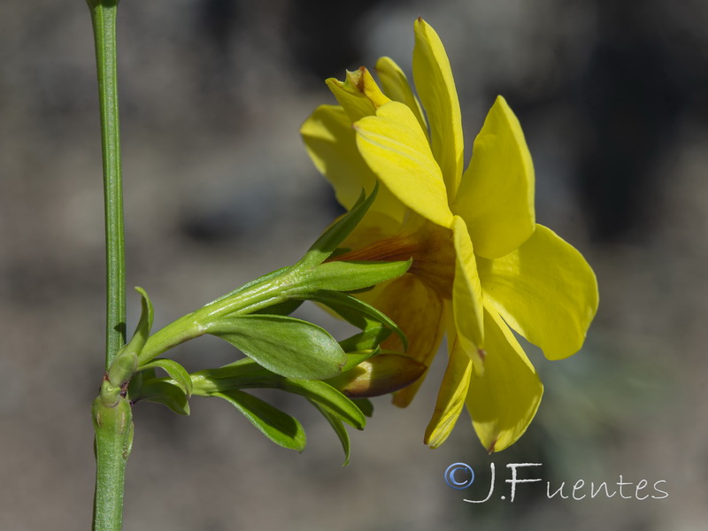 Jasminum nudiflorum.08