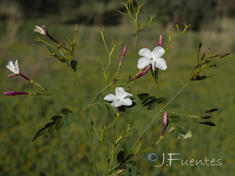 Jasminum officinale.01