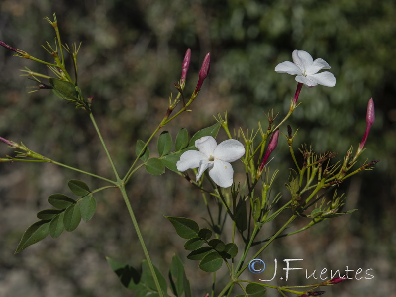 Jasminum officinale.02