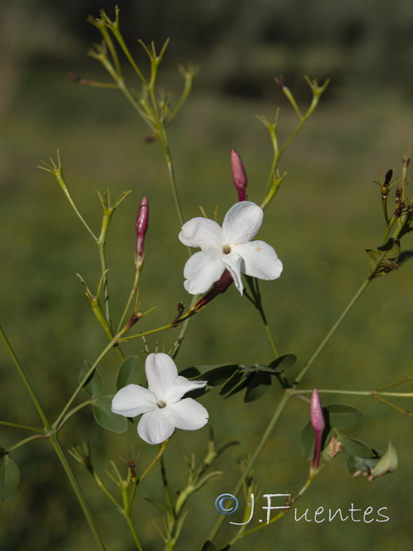 Jasminum officinale.03