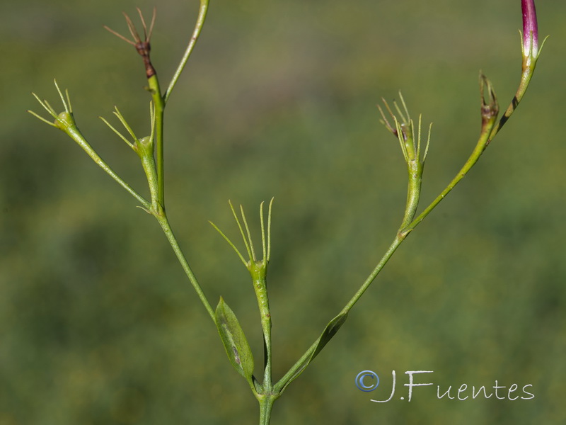 Jasminum officinale.04