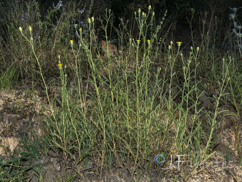 Jasonia tuberosa.01