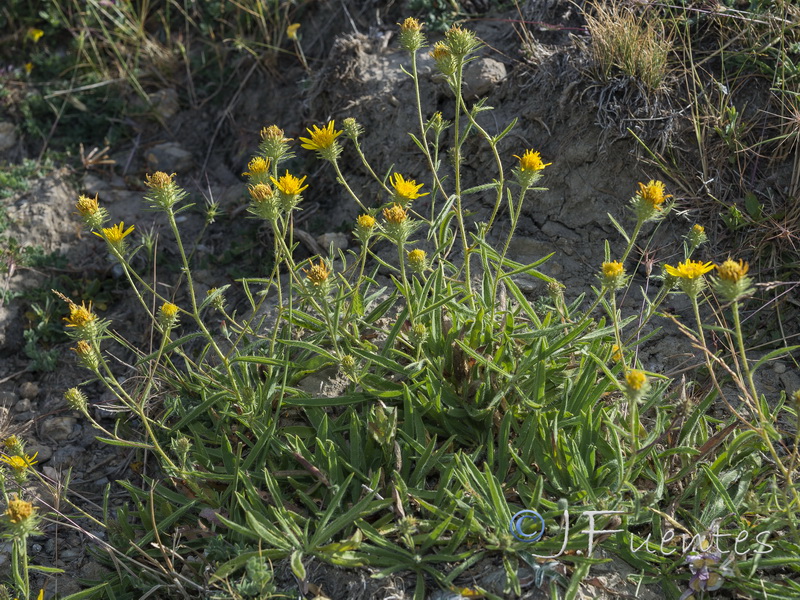 Jasonia tuberosa.02