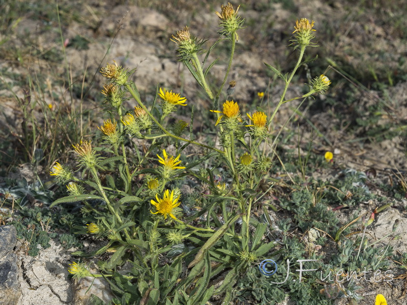 Jasonia tuberosa.03