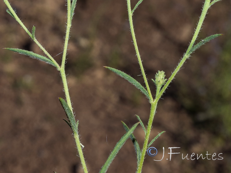 Jasonia tuberosa.06