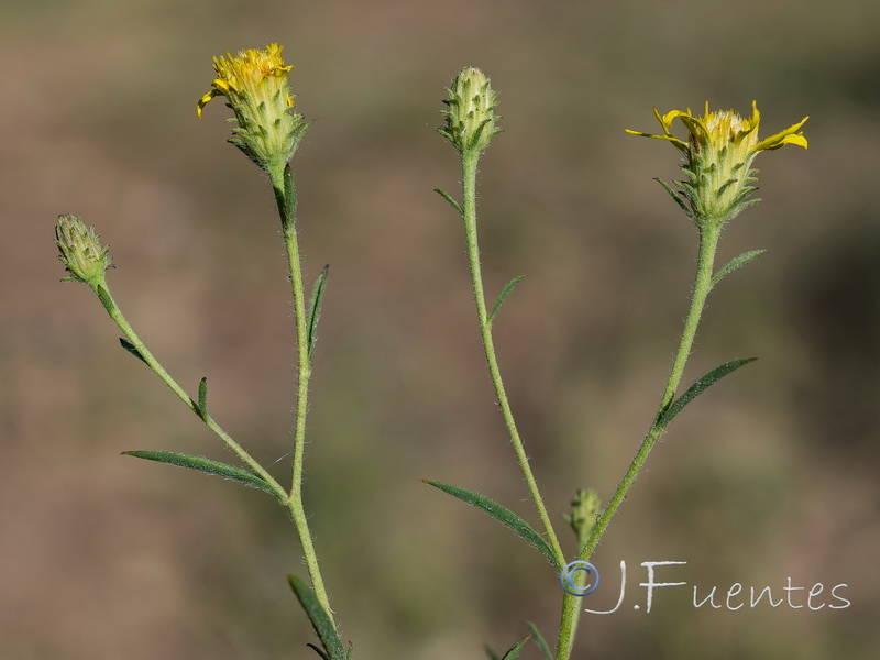 Jasonia tuberosa.07