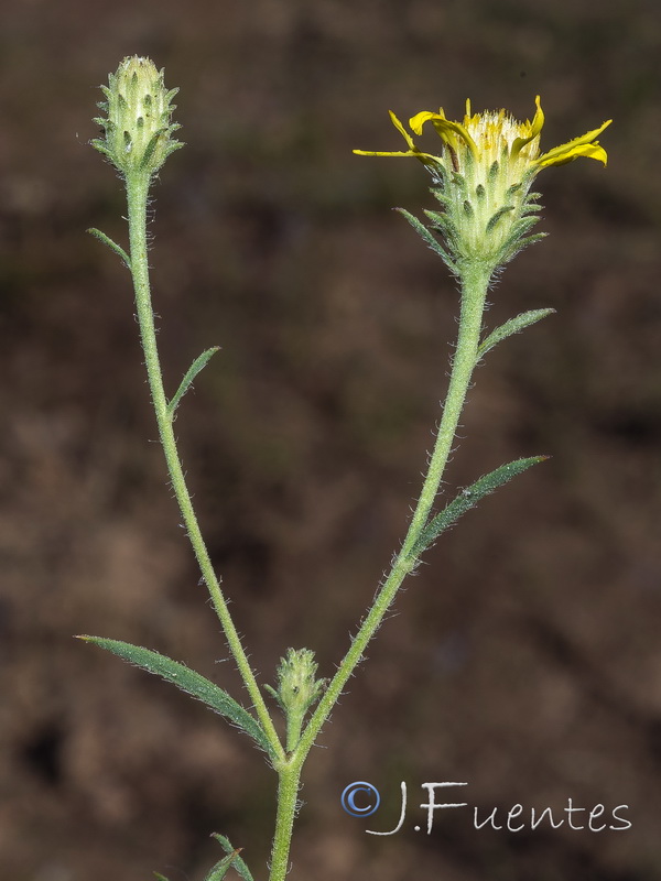 Jasonia tuberosa.08
