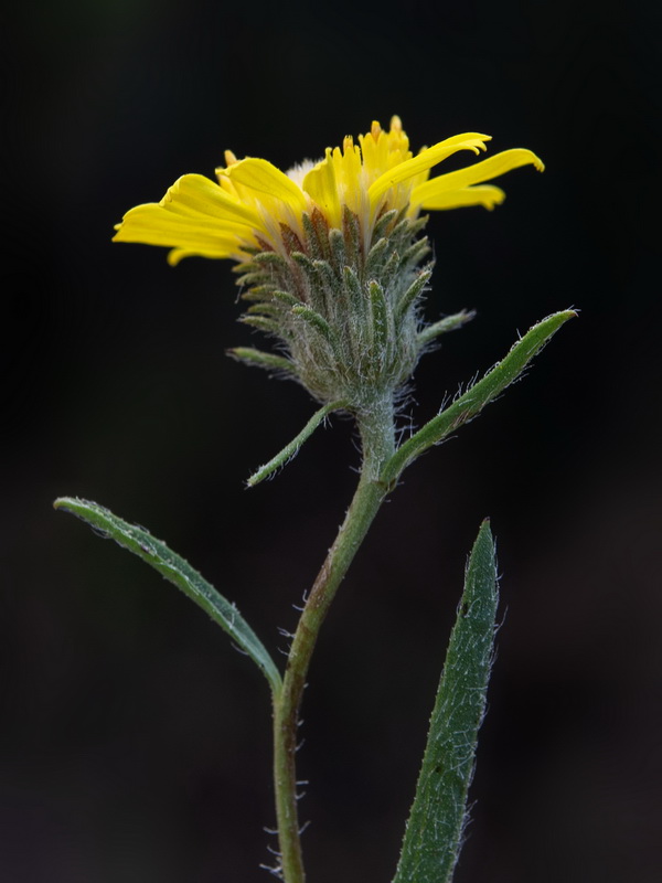 Jasonia tuberosa.09