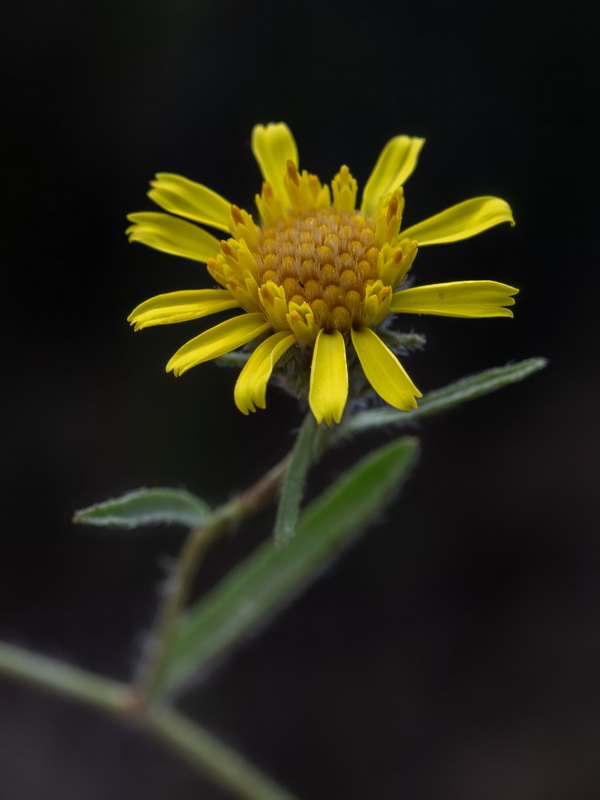 Jasonia tuberosa.10