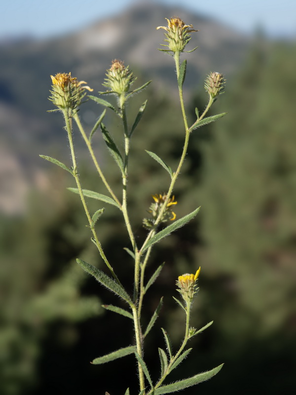 Jasonia tuberosa.06