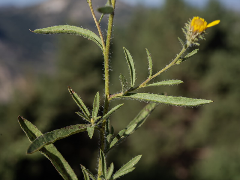 Jasonia tuberosa.07