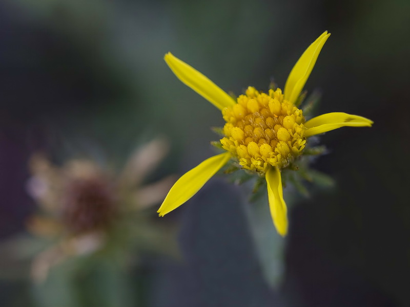 Jasonia tuberosa.17