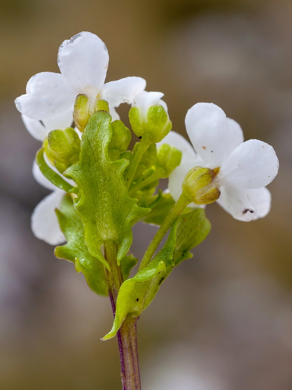 Jonopsidium prolongoi.10