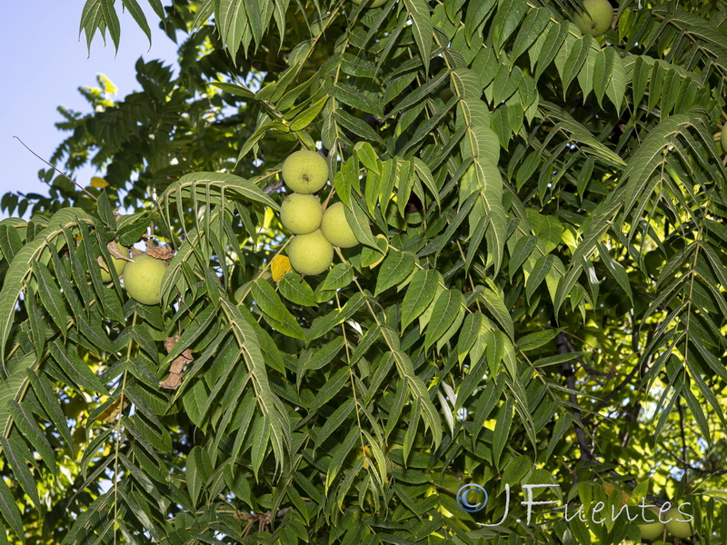 Juglans nigra.03