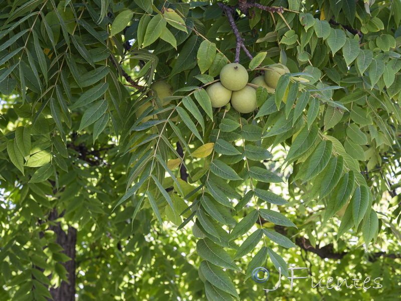 Juglans nigra.04