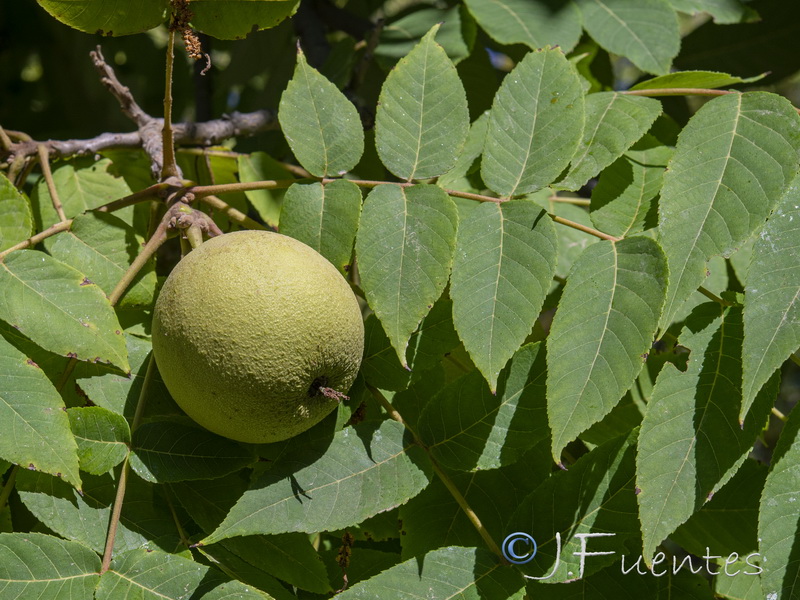 Juglans nigra.07