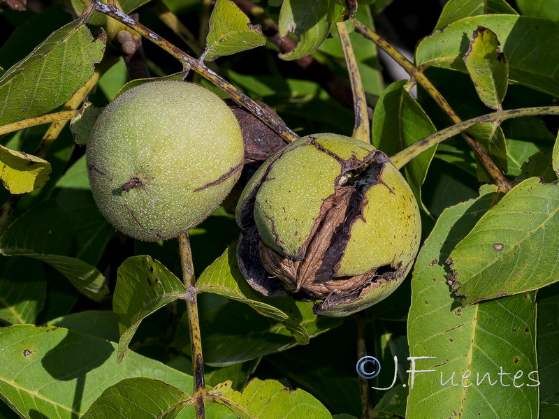 Juglans regia.04