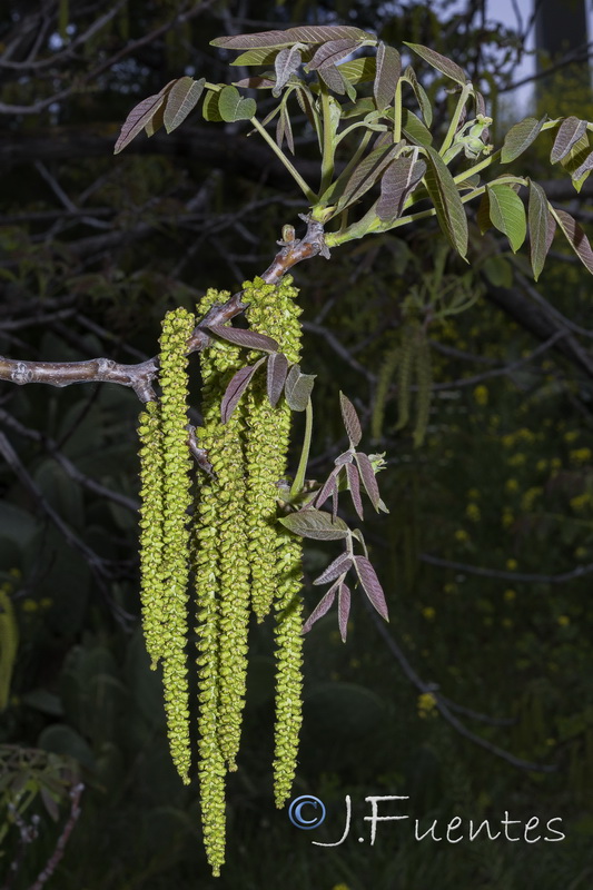 Juglans regia.06