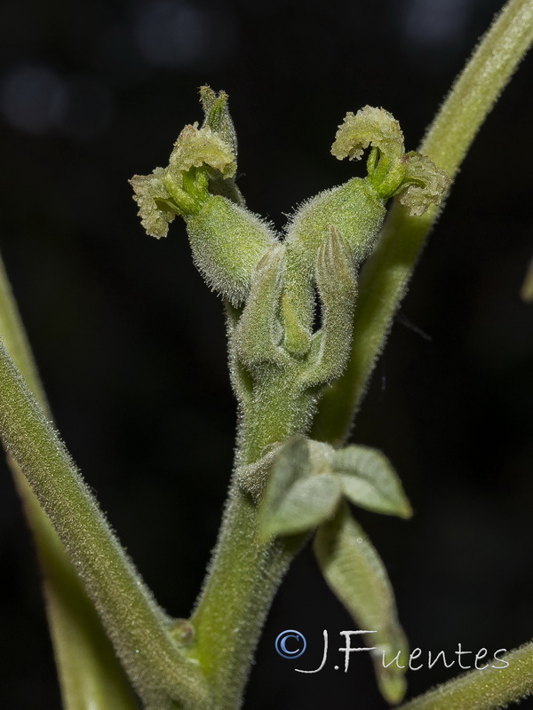 Juglans regia.09