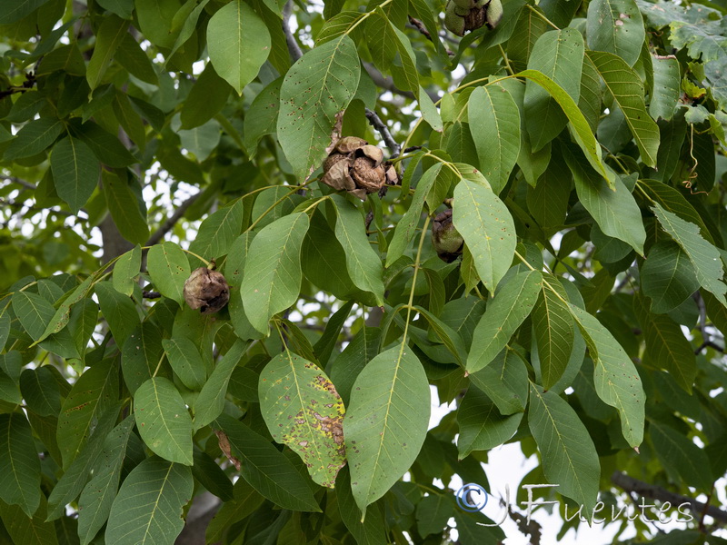 Juglans regia.01