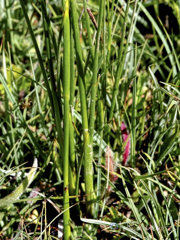 Juncus fontanesii.01