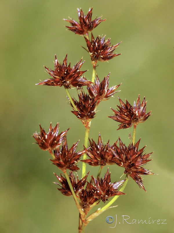 Juncus fontanesii.03