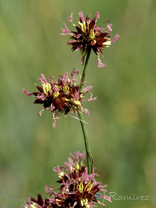 Juncus fontanesii.05