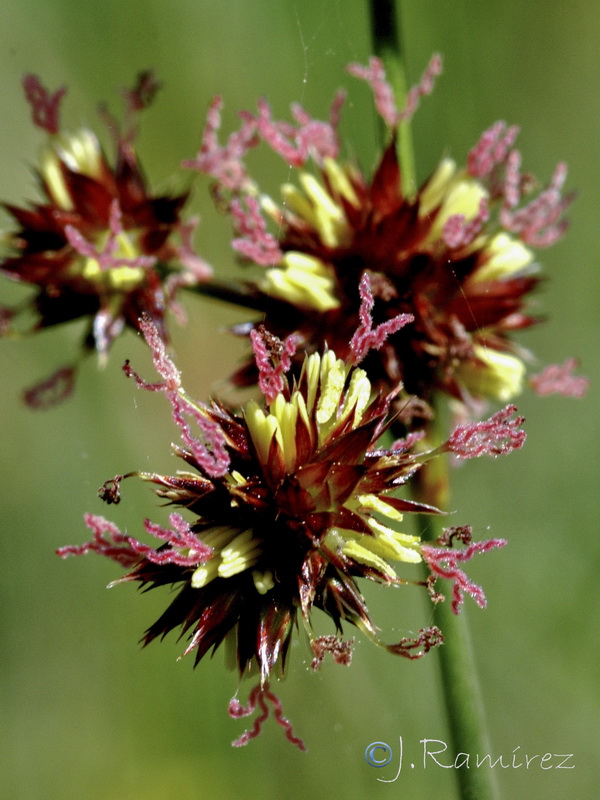 Juncus fontanesii.06