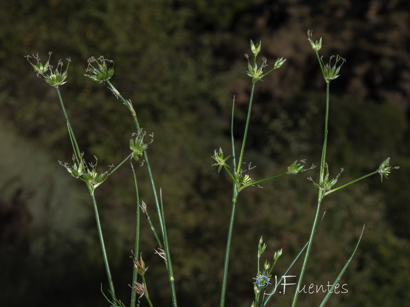 Juncus fontanesii fontanesii.01