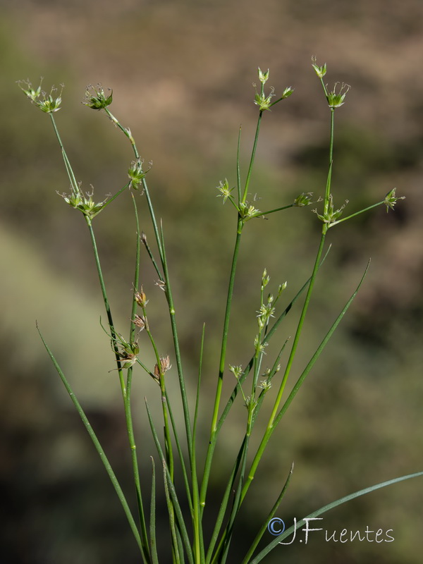 Juncus fontanesii fontanesii.02