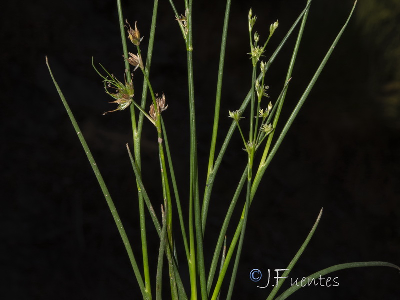 Juncus fontanesii fontanesii.03