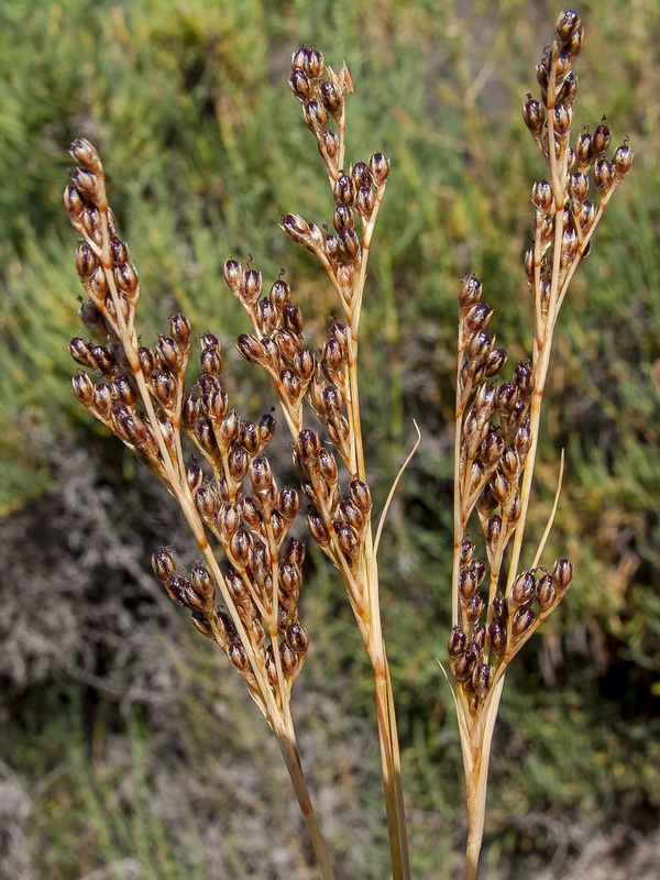 Juncus acutus.11