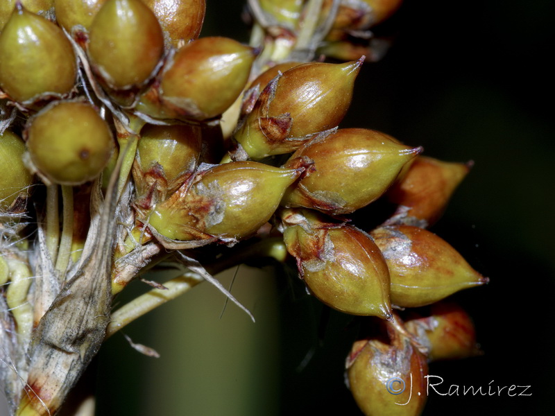 Juncus acutus.15