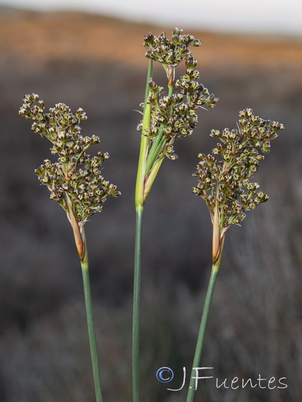 Juncus acutus.17