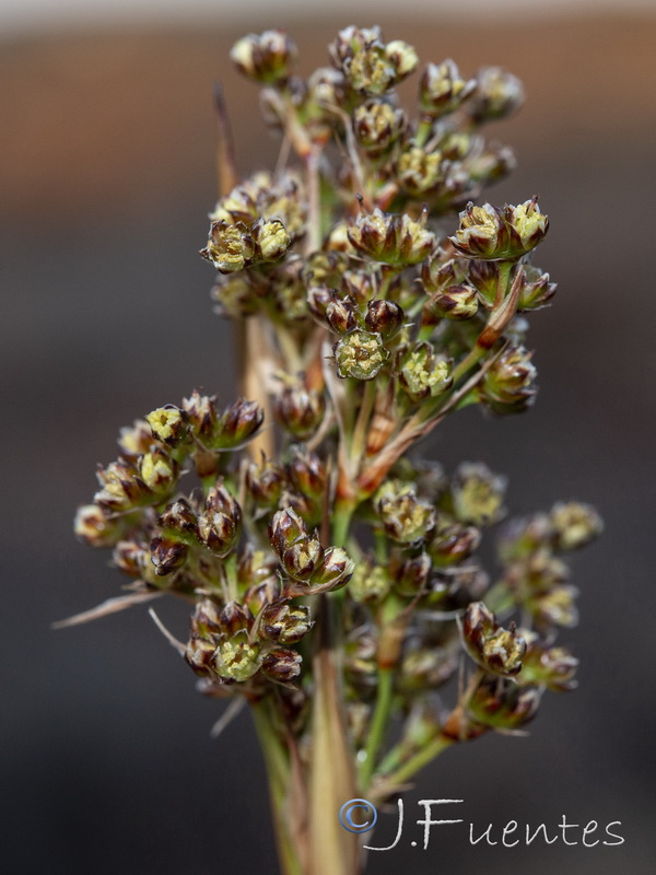 Juncus acutus.18