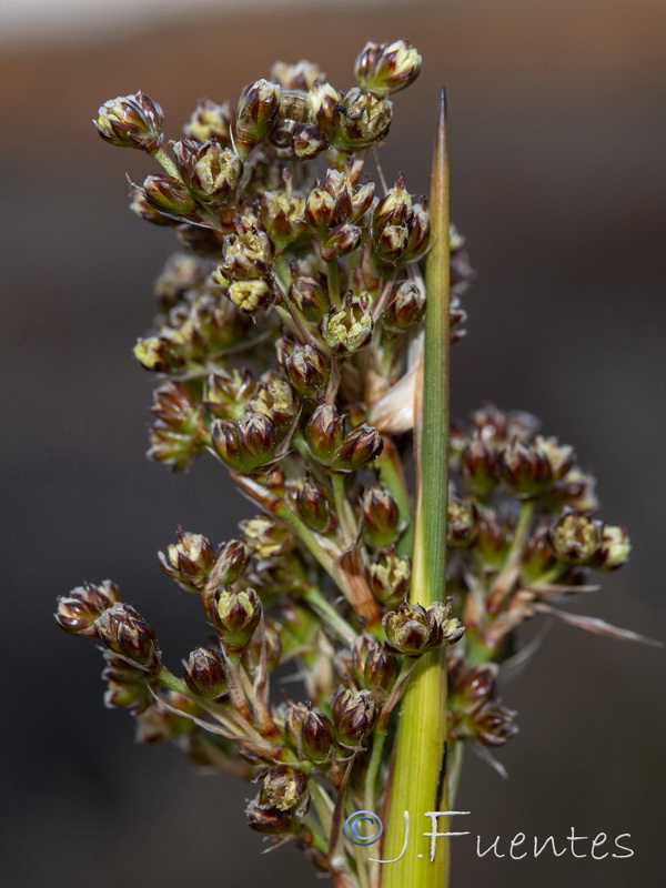 Juncus acutus.19