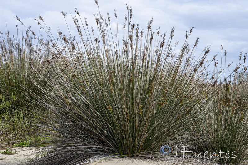 Juncus acutus.04