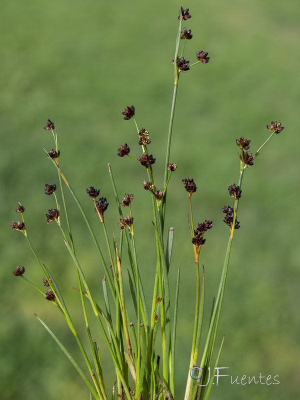 Juncus alpinoarticulatus alpinoarticulatus.01