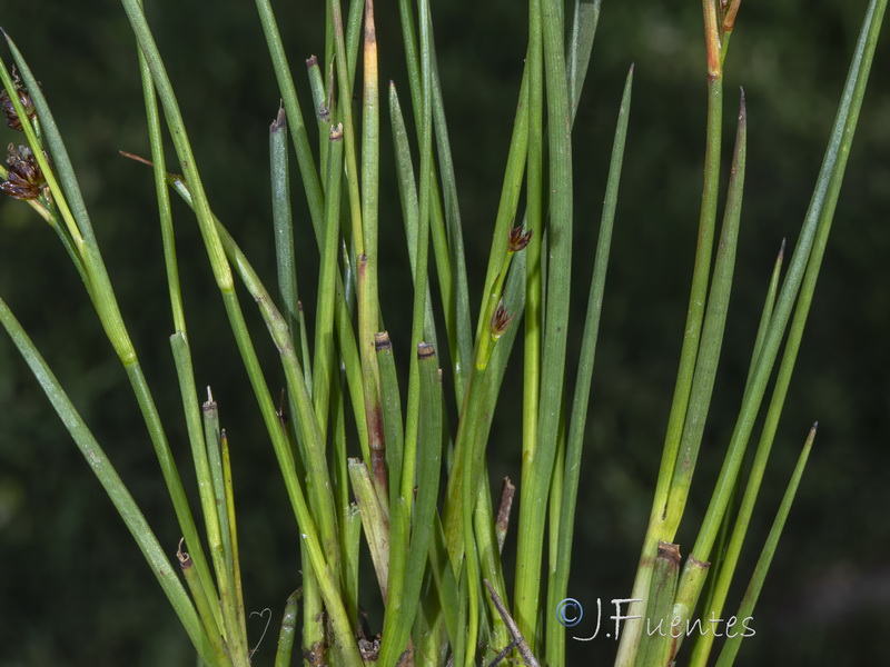 Juncus alpinoarticulatus alpinoarticulatus.02