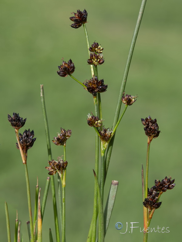 Juncus alpinoarticulatus alpinoarticulatus.03