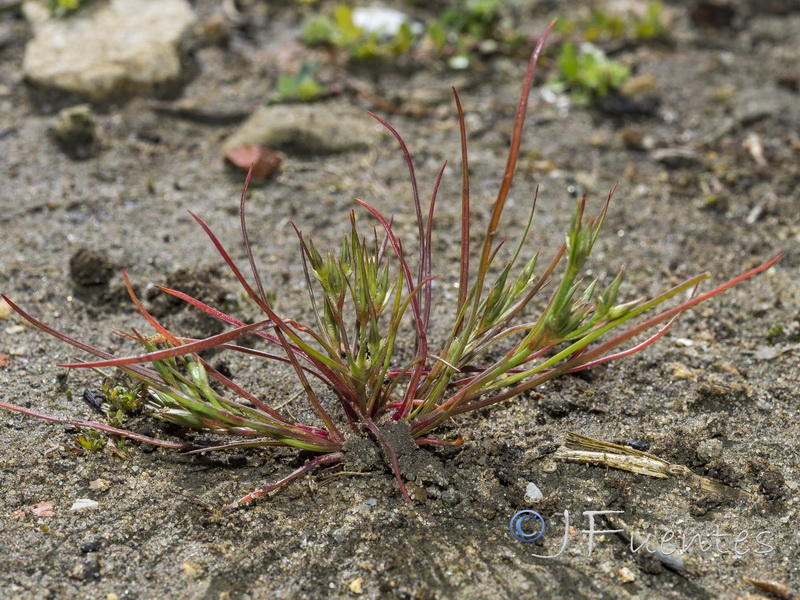 Juncus bufonius.01