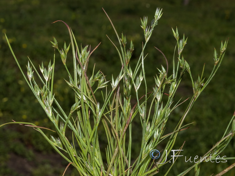 Juncus bufonius.02