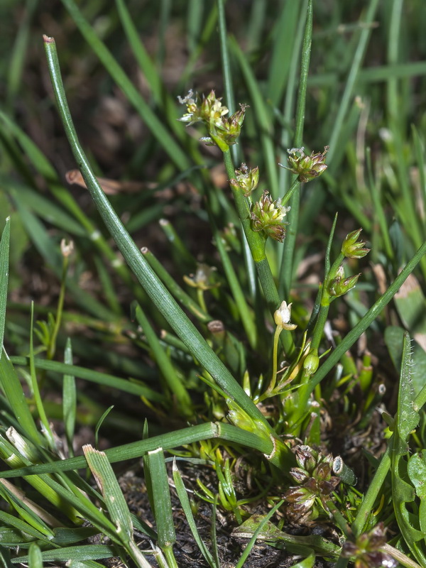 Juncus bulbosus.01