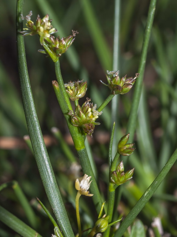 Juncus bulbosus.02