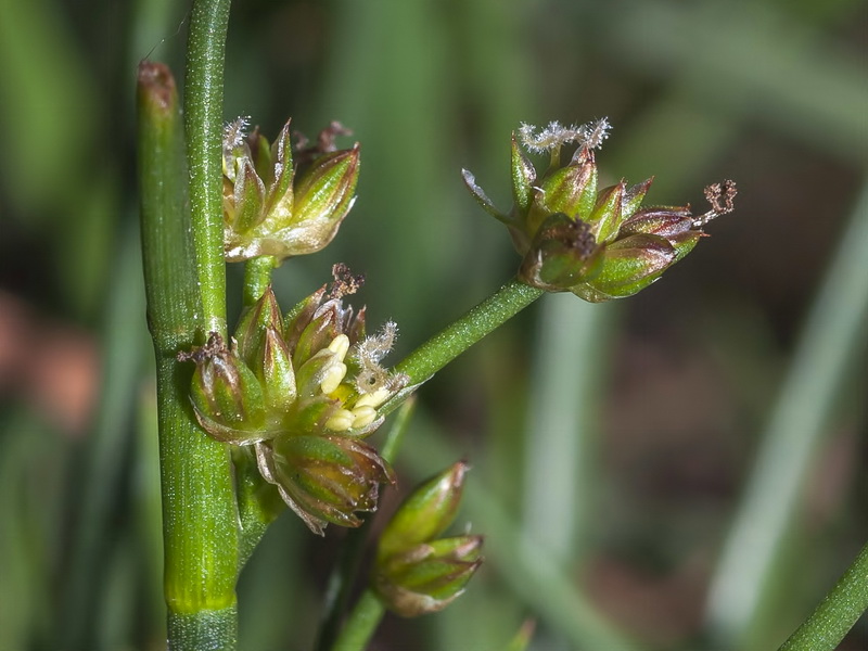 Juncus bulbosus.03