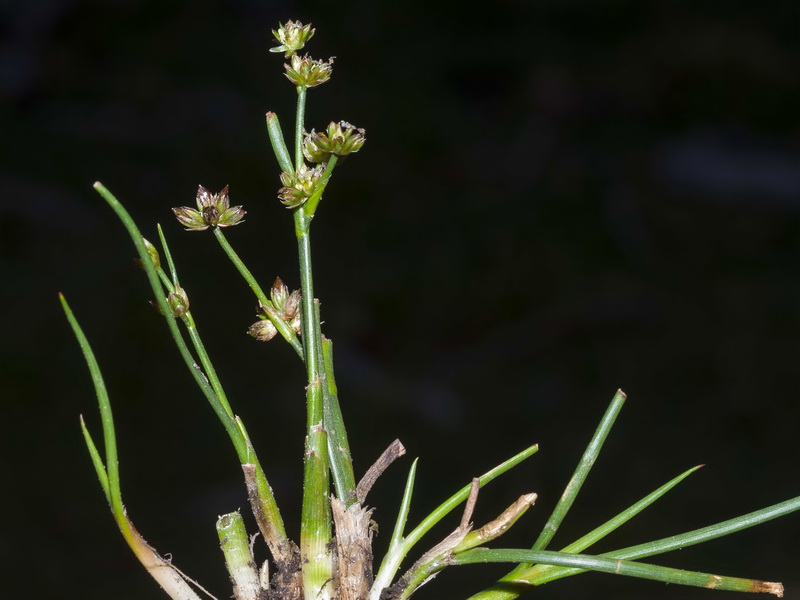 Juncus bulbosus.04